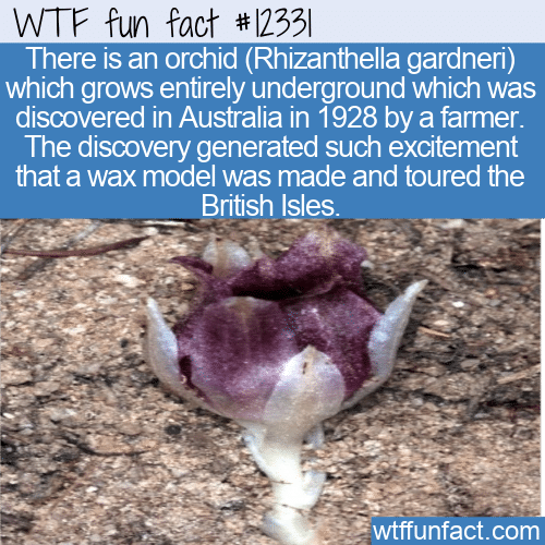 WTF Fun Fact - Underground Orchid