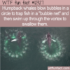 WTF Fun Fact – Whale Bubble Nets