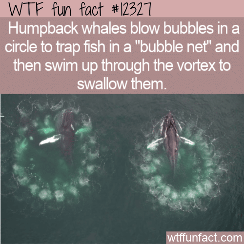 WTF Fun Fact - Whale Bubble Nets
