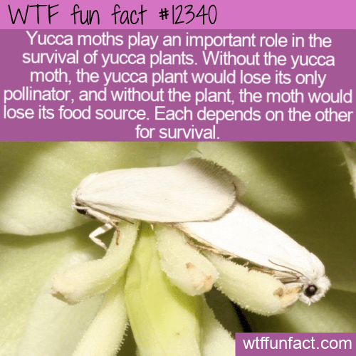 WTF Fun Fact - Yuccas Plus Yucca Moths