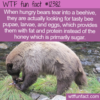 WTF Fun Fact – Bears Taste