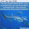WTF Fun Fact – Cooked Tuna