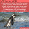WTF Fun Fact – Lonely Thai penguins