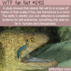 WTF Fun Fact 12402 – Self-Cleaning Fish