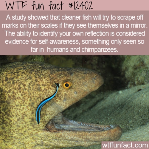 WTF Fun Facts - Page 35 of 1366 - Funny, interesting, and weird facts