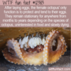 WTF Fun Fact – The Semelparous Octopus