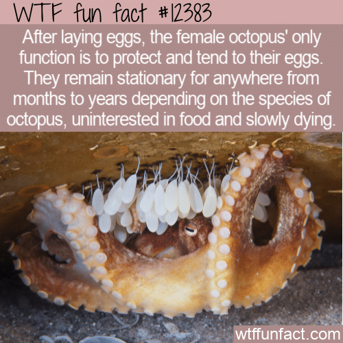 WTF Fun Fact - The Semelparous Octopus