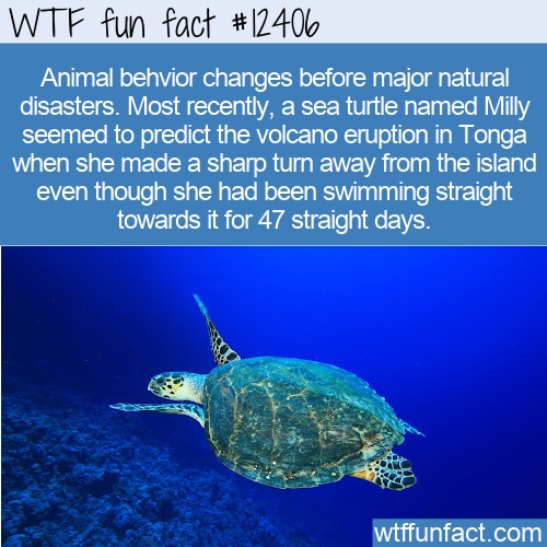 WTF Fun Fact 12406 - Turtle Senses Volcanic Eruption