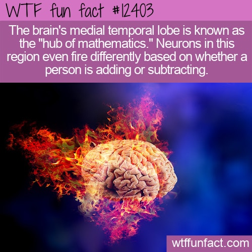 WTF-Fun-Fact-Your-Brain-on-Math.jpg