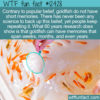 WTF Fact 12428 – A Goldfish Can Hold a Grudge