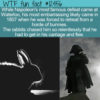 WTF Fun Fact 12456 – Napoleon’s Bunny Battle