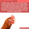 WTF Fun Fact 12438 – Rome’s Sacred Chickens
