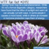 WTF Fun Fact 12432 – Spring Fever