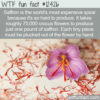 WTF Fun Fact 12426 – The Most Expensive Spice