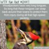WTF Fun Fact 12447 – The Tongue of a Woodpecker