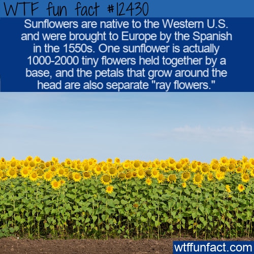 10 Facts that You Don't Know About Sunflowers by Vincent Van Gogh