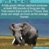 WTF Fun Fact 12580 – African Elephant Poop