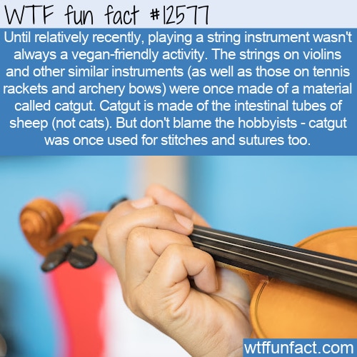 Frem Forbavselse sponsor WTF Fun Fact 12577 - Catgut strings