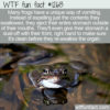 WTF Fun Fact 12613 – Frogs Barf Their Guts Out