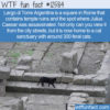 WTF Fun Facts 12584 – Largo di Torre Argentina