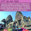WTF Fun Fact 12602 – Lopburi’s Monkey Buffet
