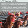WTF Fun Fact 12578 – Mike the Headless Chicken