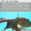 WTF Fun Fact 12606 – Octopuses Getting Punchy
