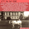 WTF Fun Fact 12618 – Pauline, The Presidential Cow