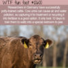 WTF Fun Fact 12600 – Potty-Trained Cattle