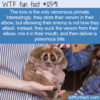 WTF Fun Fact 12591 – The Animal With the Poisonous Elbow