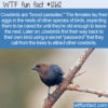 WTF Fun Fact 12612 – The Cowbird’s Secret Password