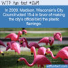 WTF Fun Fact 12619 – The Official Bird of Madison