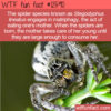 WTF Fun Fact 12590 – The Spider That Eats Its Mother