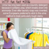 WTF Fun Fact 12586 – Using Urine to Treat Stains