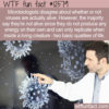 WTF Fun Fact 12579 – Viruses Aren’t Living Things