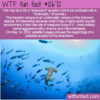 WTF Fun Fact 12672 – Beware the “Sharkcano”