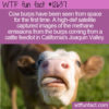 WTF Fun Facts12637 – Cow Burps Seen From Space