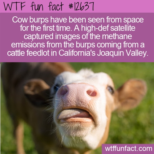 9 Unbelievable Facts About Fluffy Cow 