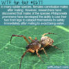 WTF Fun Fact 12677 – How To Survive A Date With A Spider