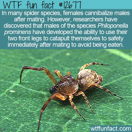 WTF Fun Fact 12677 - How To Survive A Date With A Spider