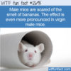 WTF Fun Fact 12695 – Male Mice Are Scared Of Bananas