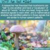WTF Fun Fact 12664 – Mushrooms Talk To One Another