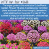 WTF Fun Fact 12688 – The Dubai Miracle Garden