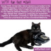 WTF Fun Fact 12651 – The Military Researchers Who Turned a Cat Into a Phone