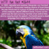 WTF Fun Fact 12644 – The Parrot Who Saved a Dead Language