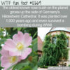WTF Fun Fact 12669 – The World’s Oldest Rose Bush
