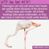 WTF Fun Fact 12747 – Flamingos Eat Upside Down