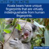 WTF Fun Fact 12748 – Koala Bears Have Fingerprints