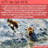 WTF Fun Fact 12701 – Like A Fish Out Of Water