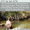 WTF Fun Fact 12730 – Male Kangaroos Flex Their Biceps